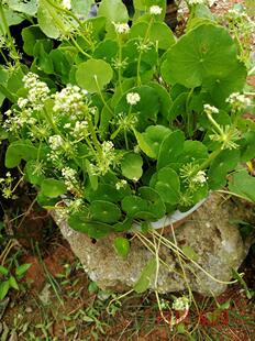 铜钱草 金钱草 中华天胡荽 水培土培 盆栽地栽 吸甲醛绿植