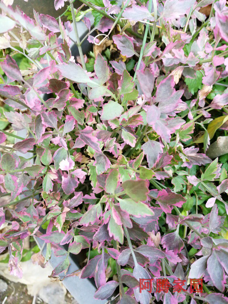 彩叶水芹花叶水芹盆栽地栽水培土培观叶植物彩叶植物