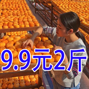 柿饼圆饼山东流心柿饼正宗圆柿饼批发柿饼子纯天然无添加老式柿饼