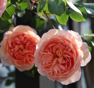 优植园艺月季苗 藤本月季苗欧月亚伯拉罕达比爬藤月季|ruв категории доставка цветов/цветок моделирования/растения садоводства, цветок/растения в горшках (новый), цветок - от Buy2taobao.com для оказания профессиональной услуги покупки агента Taobao