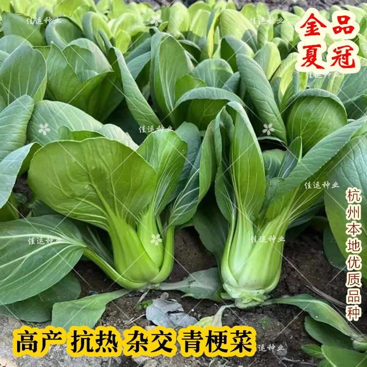 金品夏冠抗热青梗菜青菜种子杂交