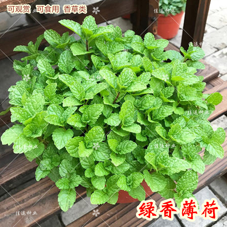 绿香薄荷种子可食用野生驱蚊香草