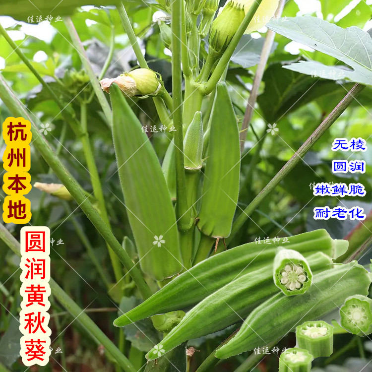 杭州当地圆润黄秋葵种籽 春季秋季播阳台种菜 好吃鲜嫩蔬菜种子孑