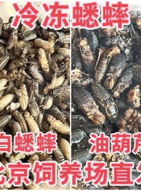 北京发货冷冻白蟋蟀蛐蛐油葫芦爬宠饲料睫角豹纹守宫鬃狮蜥树蛙粮