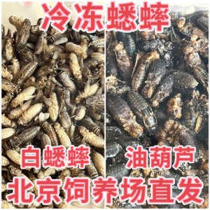 北京发货冷冻白蟋蟀蛐蛐油葫芦爬宠饲料睫角豹纹守宫鬃狮蜥树蛙粮