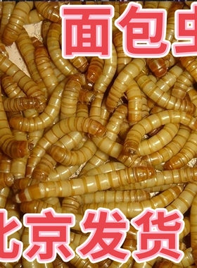 北京发货面包虫活虫活体黄粉虫乌龟豹纹守宫蝎子仓鼠口粮宠物饲料