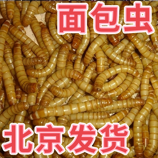 北京发货面包虫活虫活体黄粉虫乌龟豹纹守宫蝎子仓鼠口粮宠物饲料