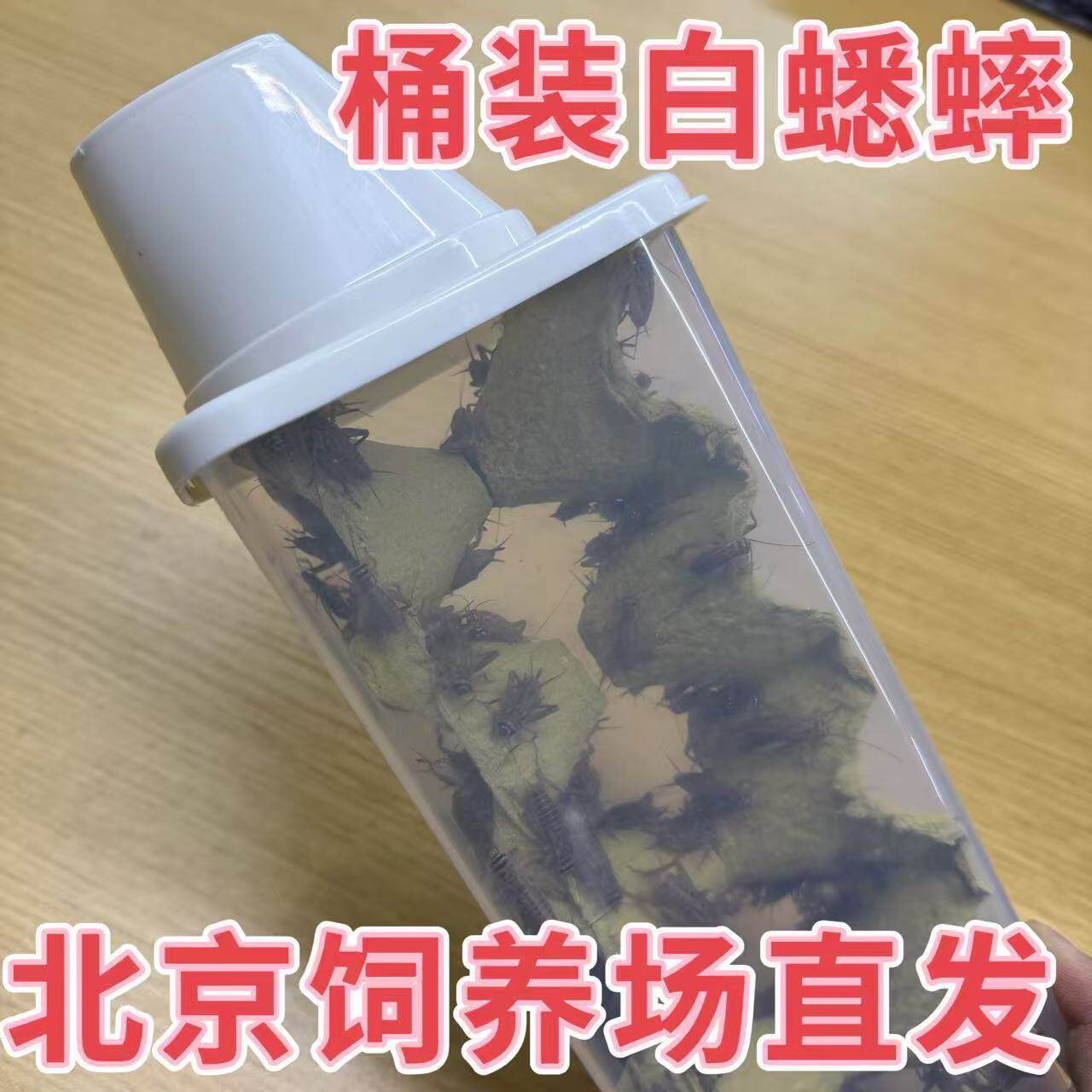 北京发货白蛐蛐油葫芦活体白蟋蟀奶茶杯睫角守宫树蛙开口爬宠饲料