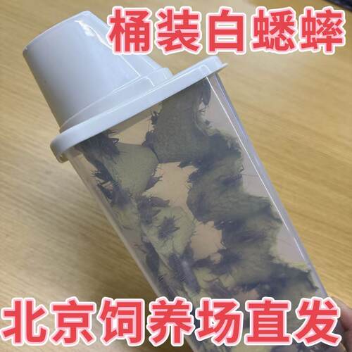 北京发货白蛐蛐油葫芦活体白蟋蟀奶茶杯睫角守宫树蛙开口爬宠饲料