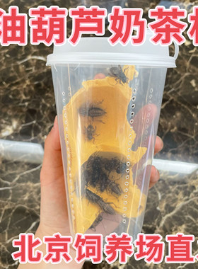 北京发货白蛐蛐活物油葫芦活体白蟋蟀奶茶杯睫角守宫树蛙爬宠饲料