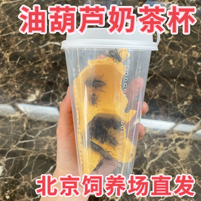 北京发货白蛐蛐活物油葫芦活体白蟋蟀奶茶杯睫角守宫树蛙爬宠饲料