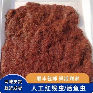 鱼饲料红线虫鲜活线虫活饵鱼食水蚯蚓孔雀观赏鱼六角恐龙生物饵料