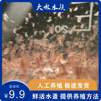 水蚤活体观赏鱼东北小型鱼