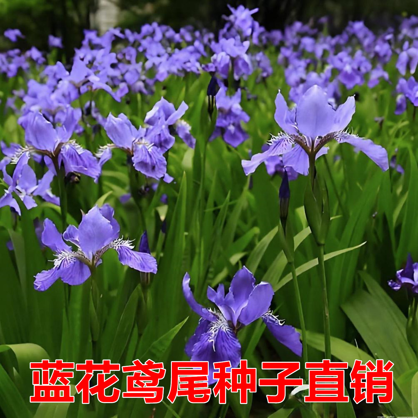 蓝兰花鸢尾种子四季可播易活
