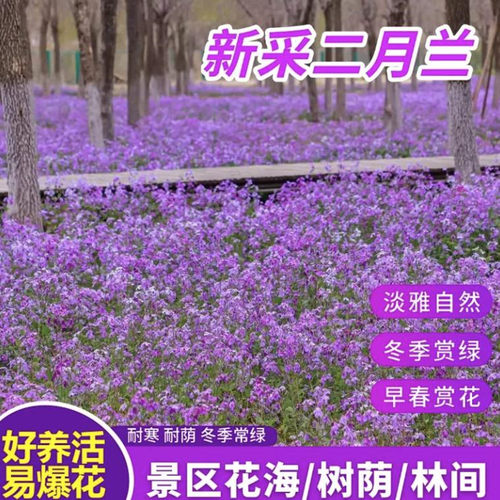 耐寒耐荫二月兰种子四季可播