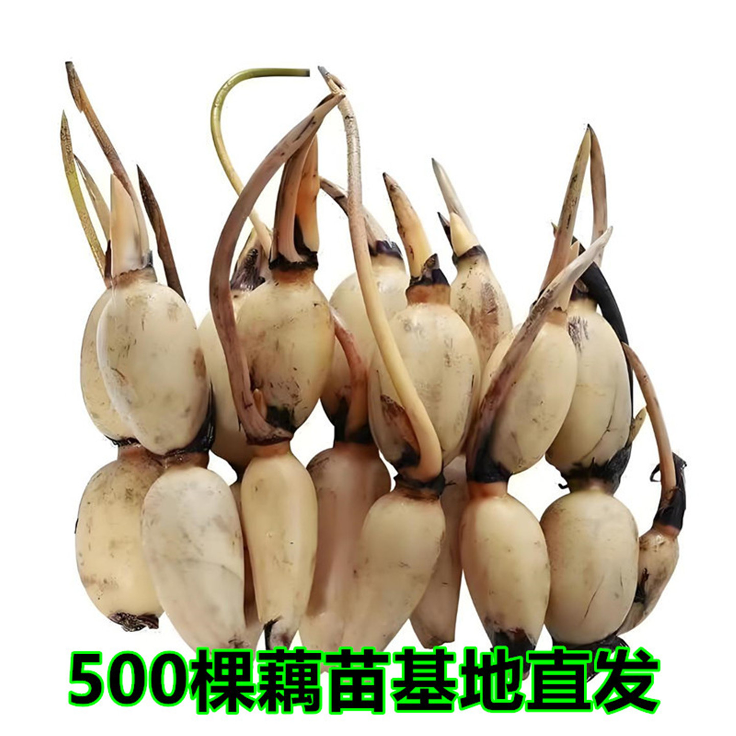 荷花粉脆食用莲藕种苗种根池田图片