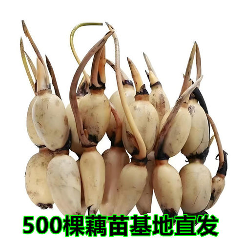 荷花粉脆食用莲藕种苗种根池田