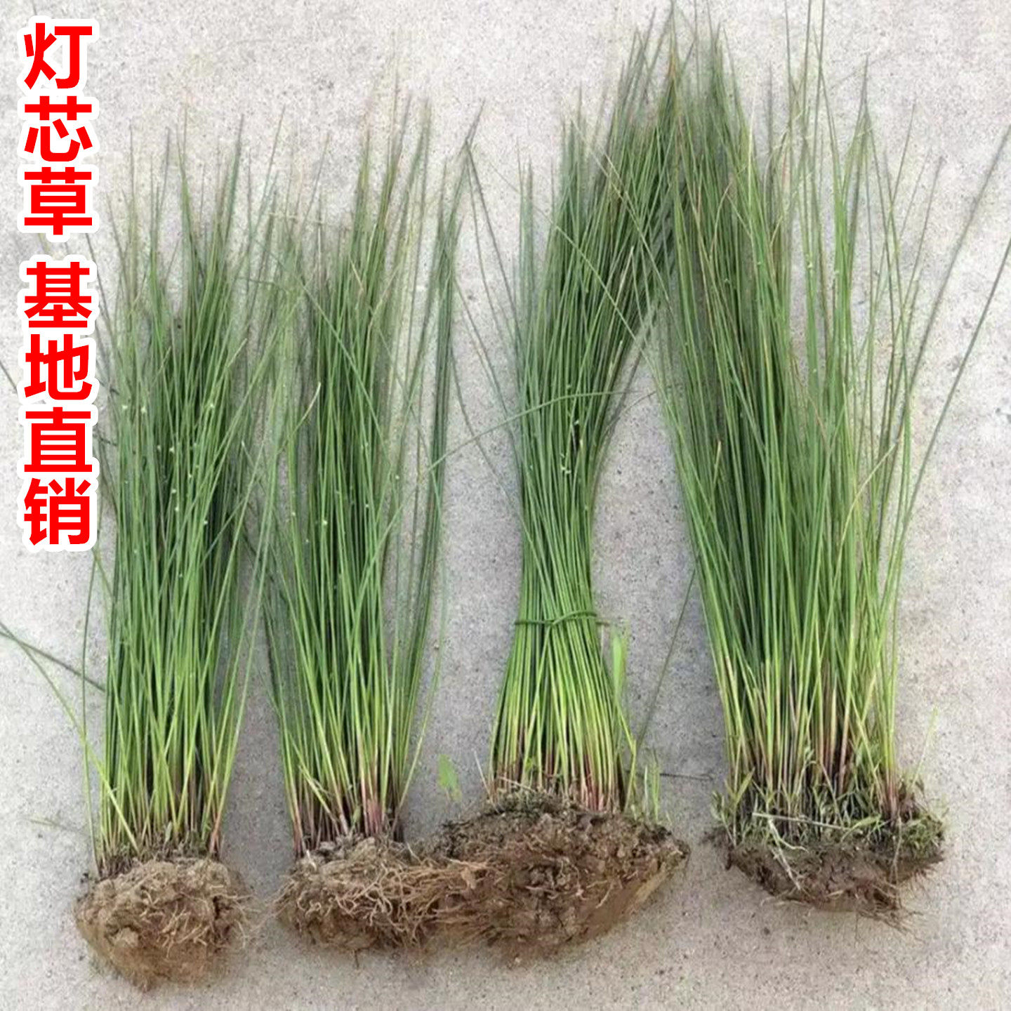鲜活灯芯草盆栽煲水龙须草水葱