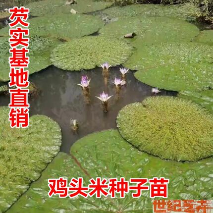 芡实苗种子水生植物绿植 鸡头米种子 鸡头秆果种苗野生带刺莲包邮