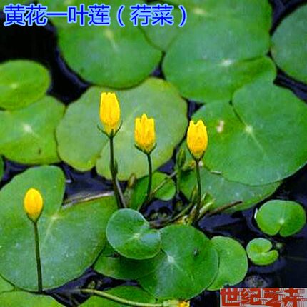 圆叶萍荇菜萍蓬草浮萍水浮莲莼菜庭院净化空气黄花一叶莲盆栽鱼缸