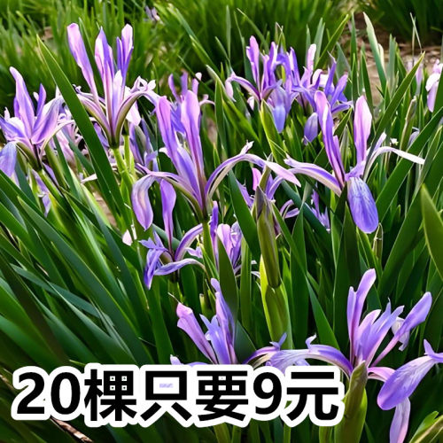 马蔺苗庭院绿化马兰花基地直销