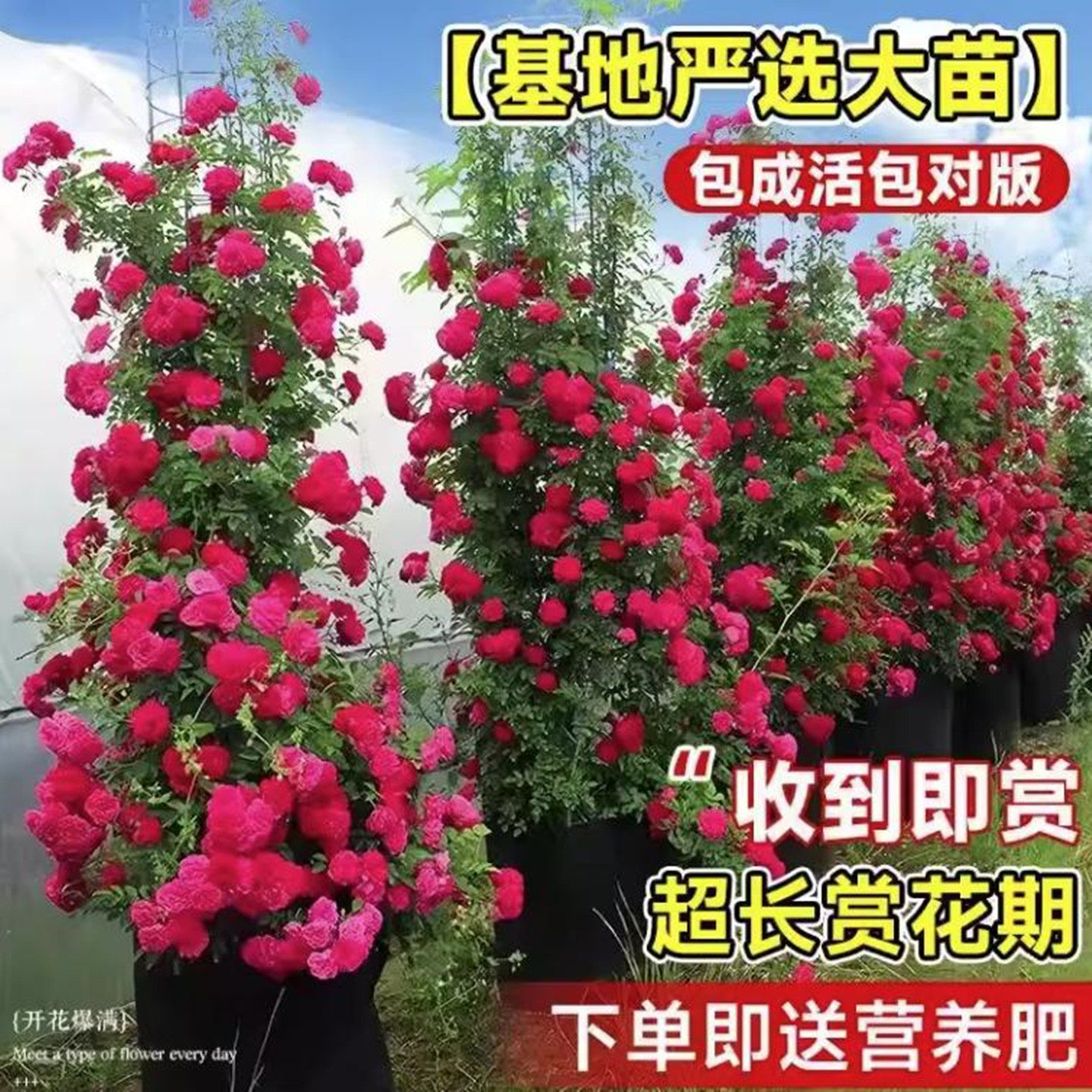 四季红木香花苗爬藤植物耐寒好养浓香黄木香花庭院蔷薇花卉盆栽,鲜花速递/花卉仿真/绿植园艺,藤本/攀援植物,淘宝优惠券,粉丝福利购,淘宝优惠卷