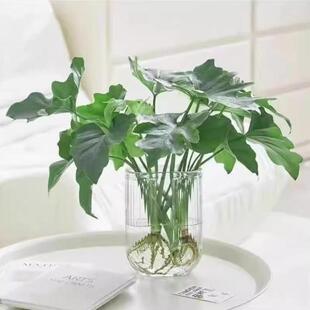 春雨绿植盆栽花卉植物室内易养活龟背竹无土春羽水培植物室内好养