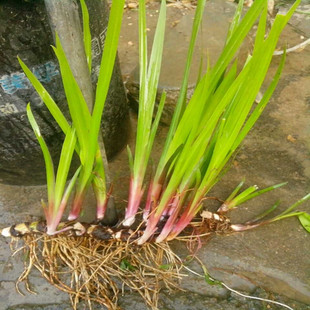 大别山水生水昌蒲香菖蒲水生水培植物菖蒲盆景室内花卉盆栽
