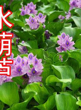 水生植物|水葫芦(又叫水浮莲）凤眼莲水景造设可盆栽卧室客厅什么