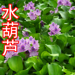 水生植物|水葫芦(又叫水浮莲）凤眼莲水景造设可盆栽卧室客厅什么