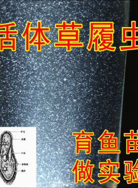 草履虫水草覆蚤鱼饲料