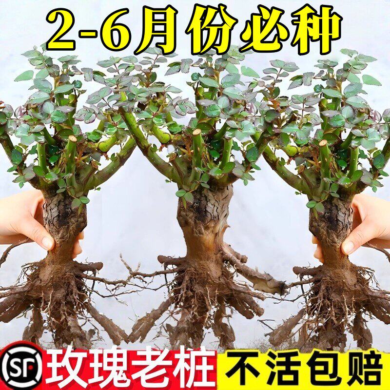 昆明直发玫瑰老根老桩当季开花月季花苗室内阳台盆栽大花浓香耐旱