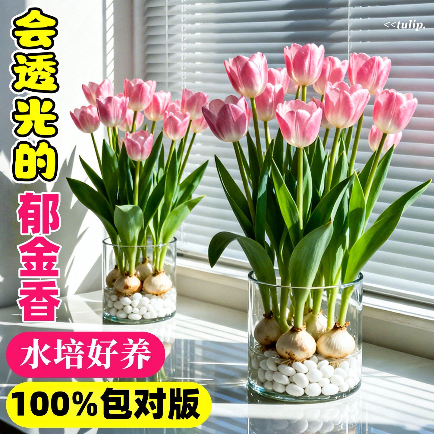 进口郁金香种球水培植物室内阳台盆栽5五度球种子适合冬天的花卉