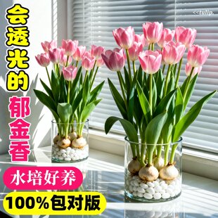 进口郁金香种球水培植物室内阳台盆栽5五度球种子适合冬天的花卉