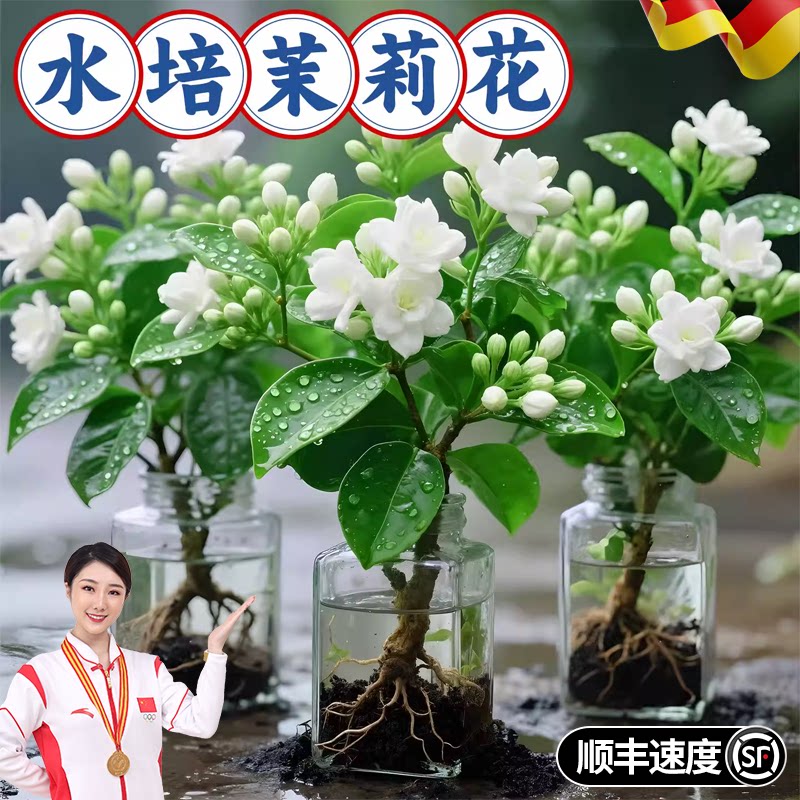 德国茉莉花苗盆栽带花苞水培老桩驱蚊九里香栀子花卉绿植室内四季