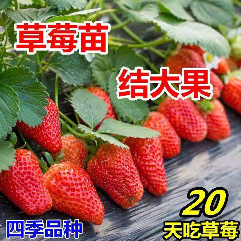 草莓苗四季牛奶章姬奶油草苗丹东99盆栽红颜种植大棚栽食用幼苗