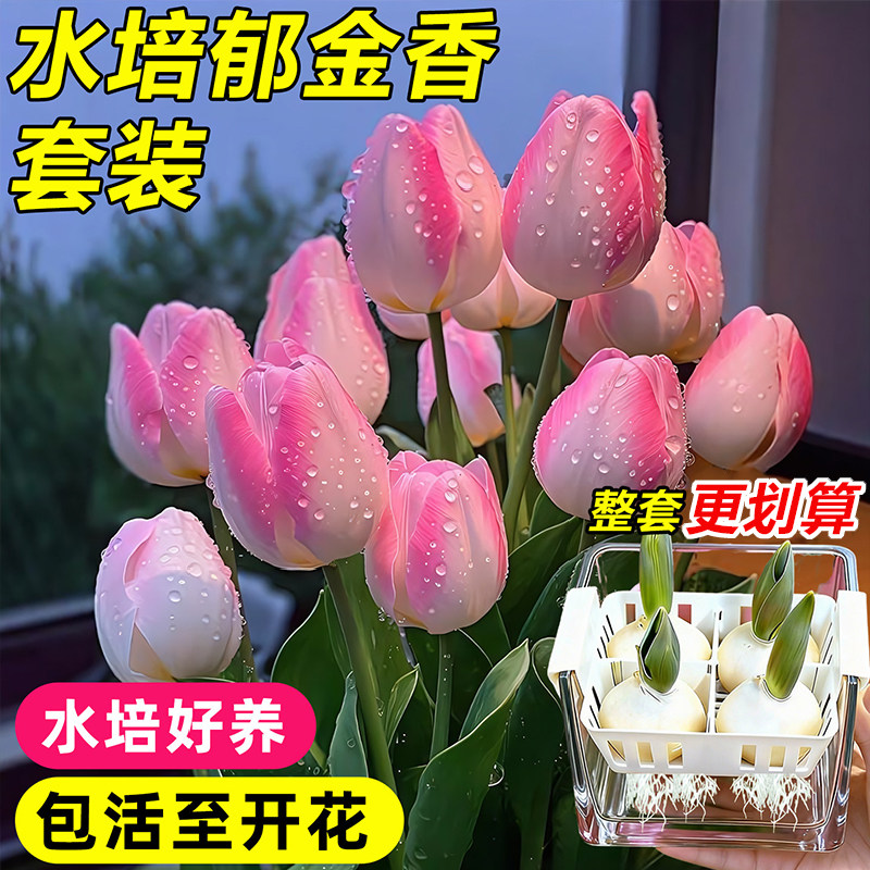 郁金香种球水培植物荷兰进口5度球桌面阳台花卉种子室内耐寒好养