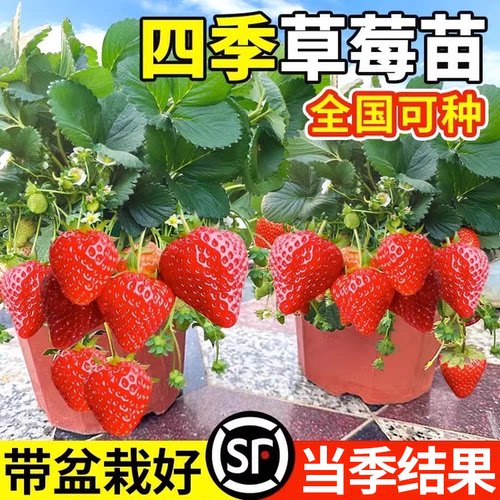 奶油草莓苗原盆原土四季结果盆栽