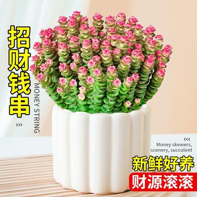 钱串子盆栽多肉植物旺财头
