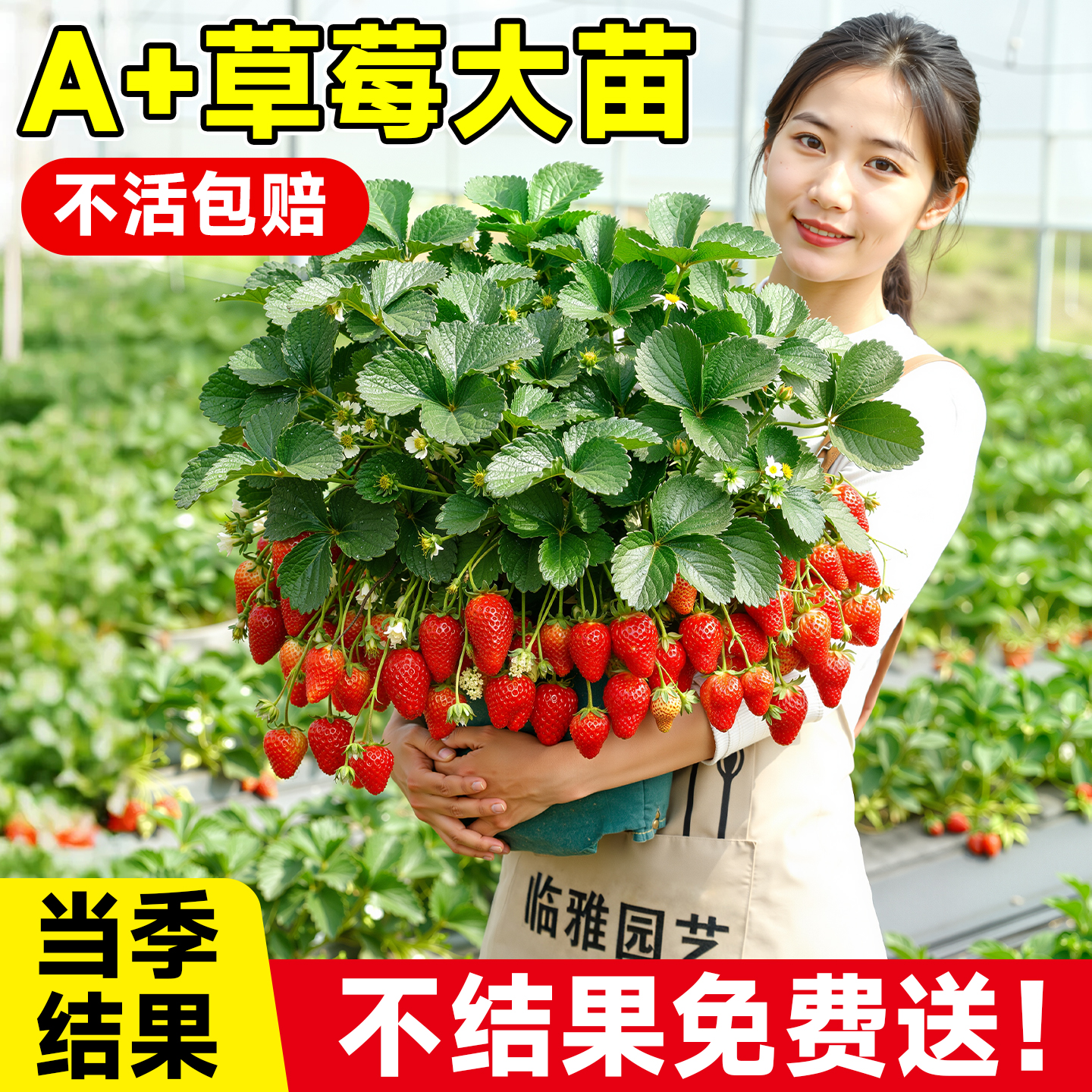 【不活包赔】草莓苗秧盆栽