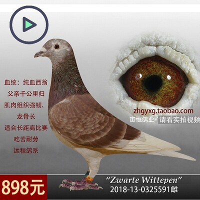 西翁詹森吴淞李鸟杨阿腾啊幼鸽子一对超远程种鸽赛鸽成绩信鸽活体