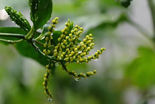 祁门红茶 珠兰祁红 珠兰花窨制祁门红茶 2024新茶