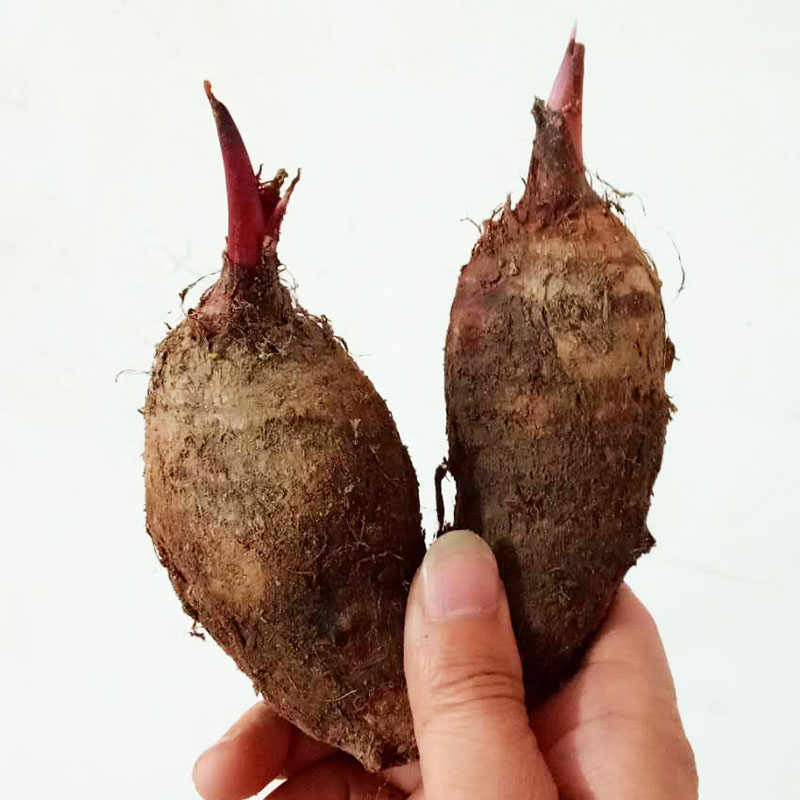 江西红芽芋头种植苗现挖小芋头种子芋仔新鲜蔬菜芋艿软糯白肉包邮,水产肉类/新鲜蔬果/熟食,芋头,淘宝优惠券,粉丝福利购,淘宝优惠卷