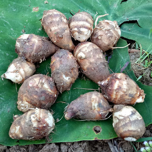 蔬菜小芋头新鲜现挖软糯丝滑芋艿