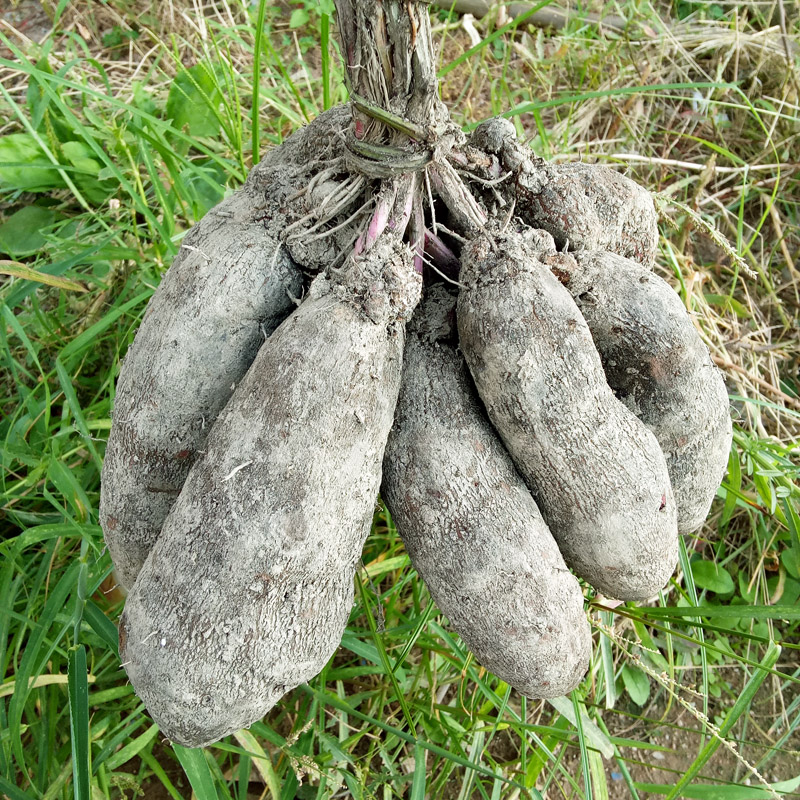 江西赣南紫山药新鲜净重5斤包邮农家蔬菜现挖紫色大薯脚板薯淮山