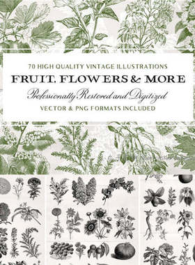 A0220矢量AI设计素材 70张复古版画风格植物水果线稿插画含png