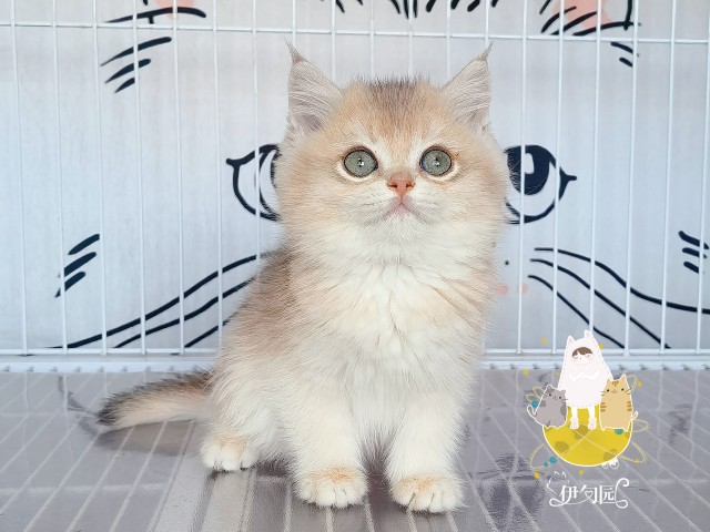 北京实体猫舍 纯种蓝金渐层英短宠物猫幼猫