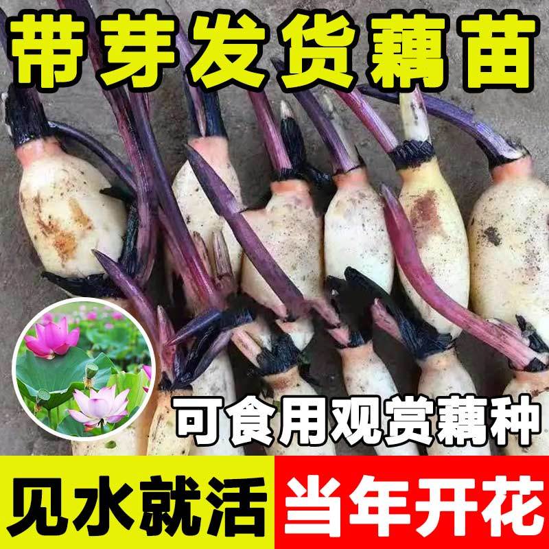大型观赏荷花种食用藕苗莲藕种苗盆栽碗莲莲藕根种植荷花苗莲花苗