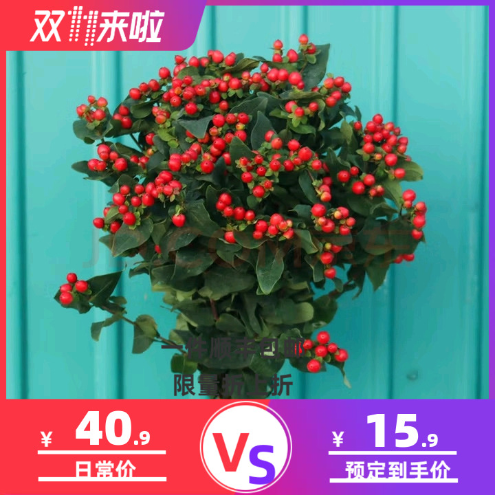 顺丰冷链包邮红豆鲜花家庭办公室水养插花婚庆用花商务用花