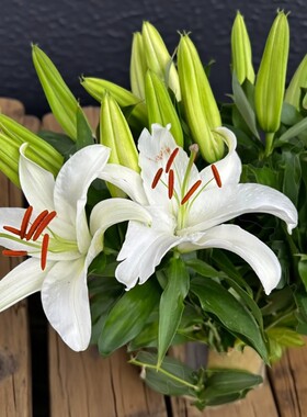 顺丰冷链西伯利亚香水百合鲜花多头白色百合客厅水养云南昆明基地